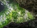 Uprisen view of green leaves trees and rocks frame in the forest Royalty Free Stock Photo