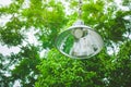 Uprisen view of vintage lamp hanging on green branches tree in the garden.