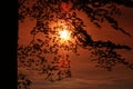 Uprising Sun behind the trees Royalty Free Stock Photo