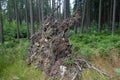 Uproot spruce pine tree in forest after a wind storm Royalty Free Stock Photo