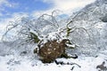Uproot tree in snow Royalty Free Stock Photo