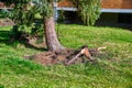 An uprooted and crooked coniferous tree after a heavy storm Royalty Free Stock Photo