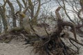 Uprooted by hurricane branching tree lying on a sandy coast near hill against background of cloudy overcast sky