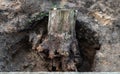 An uprooted large pine stump lies in a hole Royalty Free Stock Photo