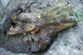 An uprooted large pine stump lies in a hole near the concrete foundation Royalty Free Stock Photo