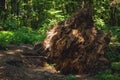 uprooted large tree root Royalty Free Stock Photo