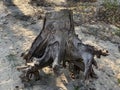 An uprooted old stump with big roots. The remains of a felled tree Royalty Free Stock Photo