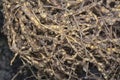 Uprooted plant with infected root knot nematodes. Royalty Free Stock Photo