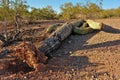 Uprooted Saguaro cactus