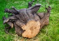 Uprooted the stump of a felled tree. Royalty Free Stock Photo