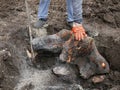Uprooted stump from the ground with a crowbar