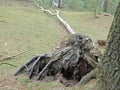 Uprooted stump of a tree in the heathlands