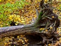 Uprooted Tree Royalty Free Stock Photo