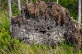 uprooted tree