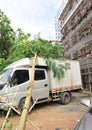 Uprooted tree on car