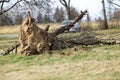 Uprooted tree fall down in storm Royalty Free Stock Photo