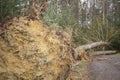 Uprooted tree fall down in storm Royalty Free Stock Photo