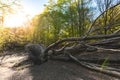 Uprooted tree. Fallen tree in magical scenic forest. Natural background. Reinhardswald - germany Royalty Free Stock Photo
