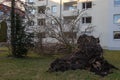 Uprooted tree fell on a house after a serious storm named eberhard Royalty Free Stock Photo