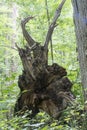 Uprooted tree in forest