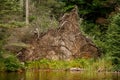 An uprooted tree in the forest by the lake Royalty Free Stock Photo