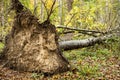 Uprooted tree in the forest. Roots of fallen tree close up Royalty Free Stock Photo