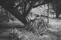 Uprooted Tree in Forest Showing Roots. Black and White