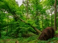 Uprooted tree in the forest after storm Royalty Free Stock Photo