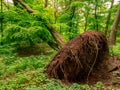 Uprooted tree in the forest after storm Royalty Free Stock Photo