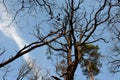 Uprooted tree in the forest stuck in another`s crown. felling trees broken and uprooted with roots is a highly dangerous job for l