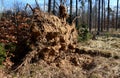 Uprooted tree in the forest stuck in another`s crown. felling trees broken and uprooted with roots is a highly dangerous job for l