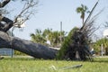 Uprooted tree after hurricane on Florida home front yard. Aftermath of natural disaster concept
