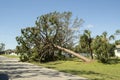 Uprooted tree after hurricane on Florida home front yard. Aftermath of natural disaster concept