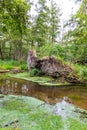 Uprooted tree after hurricane shows extreme weather at idyllic creek and tranquil river with deracinated tree in the woods Royalty Free Stock Photo