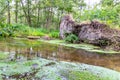 Uprooted tree after hurricane shows extreme weather at idyllic creek and tranquil river with deracinated tree in the woods Royalty Free Stock Photo