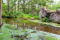 Uprooted tree after hurricane shows extreme weather at idyllic creek and tranquil river with deracinated tree in the woods Royalty Free Stock Photo