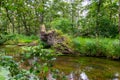 Uprooted tree after hurricane shows extreme weather at idyllic creek and tranquil river with deracinated tree in the woods Royalty Free Stock Photo