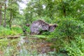 Uprooted tree after hurricane shows extreme weather at idyllic creek and tranquil river with deracinated tree in the woods Royalty Free Stock Photo