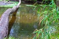 Uprooted tree after hurricane shows extreme weather at idyllic creek and tranquil river with deracinated tree in the woods Royalty Free Stock Photo