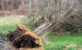 Uprooted tree after a hurricane