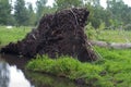 Uprooted tree lying down on humid meadow by the fragile riverbanks