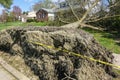 Uprooted tree near a neighborhood street laying over a broken sidewalk and onto a green lawn.