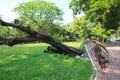 uprooted tree in park