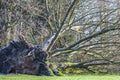 Uprooted tree in a Park in Germany