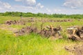 Uprooted tree roots and stumps. Deforestation concept. The stumps were uprooted from the ground. uprooting and removal of stumps Royalty Free Stock Photo