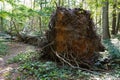 Uprooted tree left to rot in natural forest Royalty Free Stock Photo