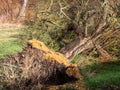 Uprooted tree after storm damage Royalty Free Stock Photo