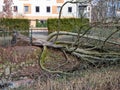 Uprooted tree after a storm Royalty Free Stock Photo