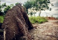 Uprooted tree by the storm. Royalty Free Stock Photo