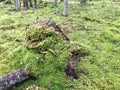 The uprooted tree, torn from the ground by the roots of a tree overgrown with green moss and grass in the forest after a hurricane Royalty Free Stock Photo